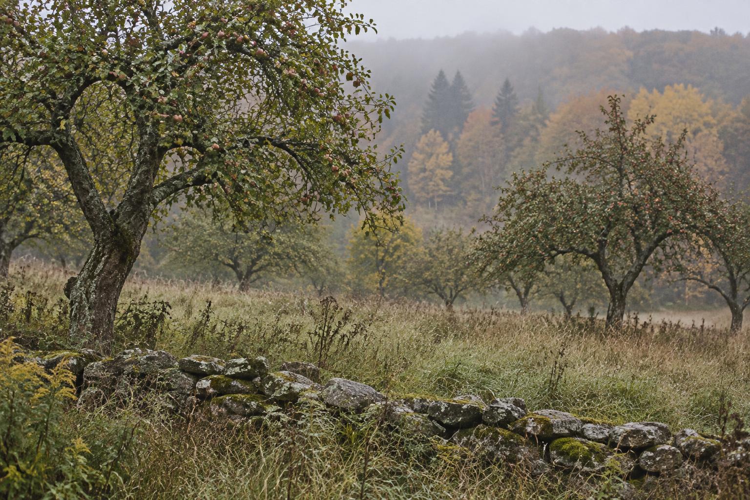 Old apple trees and a fieldstone wall in autumn mist